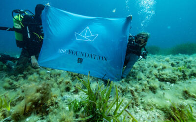 MSC FOUNDATION LOGRA RESTAURAR MÁS DE 2.700 METROS CUADRADOS DE POSIDONIA EN FORMENTERA