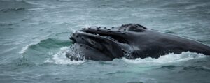 Mar en Islandia, excursión de avistamiento (vista desde embarcación)