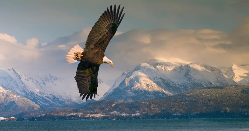 Águila calva volando sobre montañas nevadas y costa en Alaska.