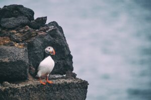 Frailecillo (puffin) en Islandia, ave marina en primer plano