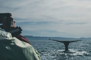 Mar en Islandia con fauna/avistamiento (imagen de actividad en el agua)