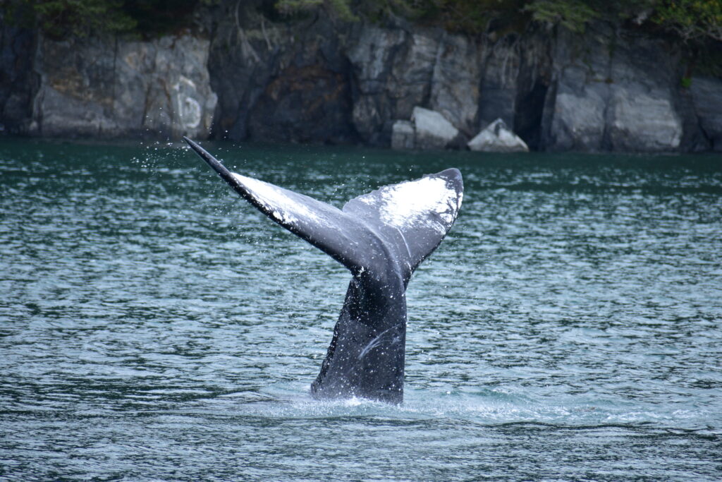 Cola de ballena jorobada avistada desde un crucero en Alaska.