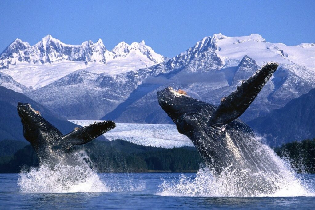 ballenas en el mar de alaska