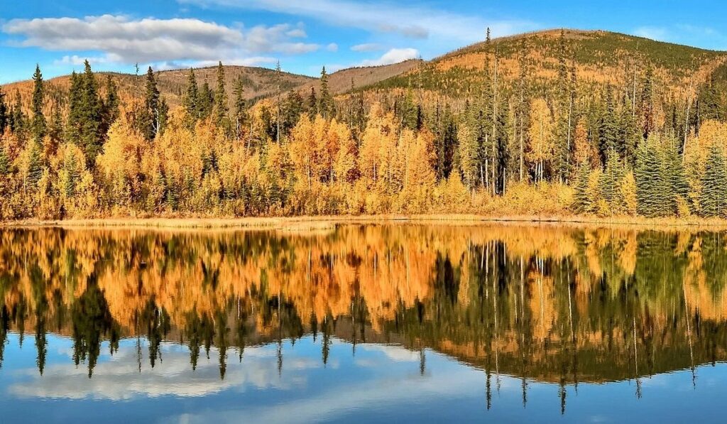 bosque de alaska con colores otonales reflejado en un lago de fairbanks