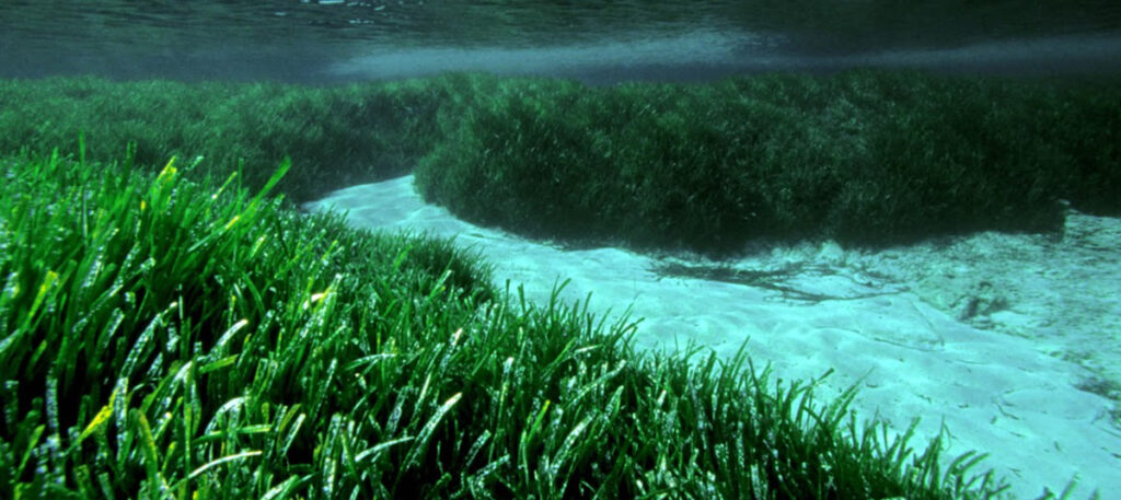 pradera posidonia mediterraneo baleares excursion